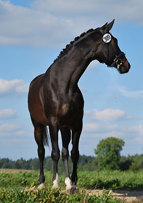 Schwalbenmrchen by Kostolany out of Pr. and StPrSt. Schwalbenfeder by Summertime, Trakehner Gestt Hmelschenburg, Foto: Gutmann