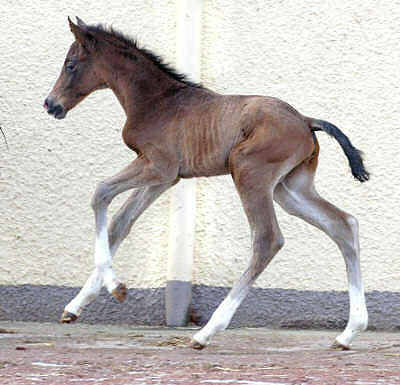 Trakehner colt by Freudenfest out of Schwalbenflair by Exclusiv - Trakehner Gestt Hmelschenburg