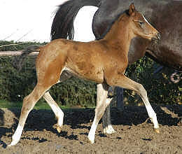 Trakehner colt by Freudenfest out of Schwalbenflair by Exclusiv