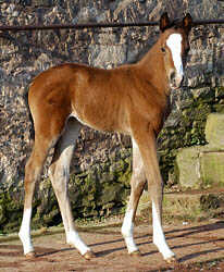 Stutfohlen v. Freudenfest