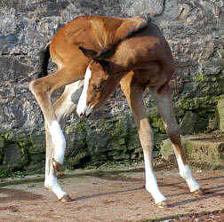 Stutfohlen v. Freudenfest - Exclusiv