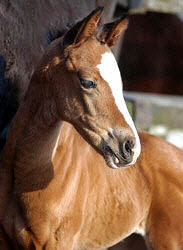 Stutfohlen v. Freudenfest