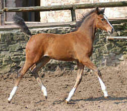 Trakehner Filly by Freudenfest