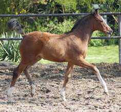 Trakehner Filly by Freudenfest