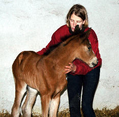 Filly by Freudenfest