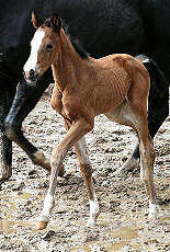 Filly by Freudenfest