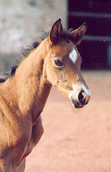 Filly by Freudenfest out of Pr.St. Schwalbenspiel - 4 days old