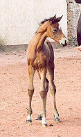 Filly by Freudenfest out of Pr.St. Schwalbenspiel - 4 days old