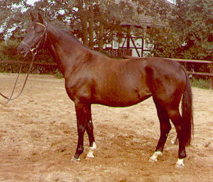 Championatssiegerin Schwalbenlied v. Impuls u.d. Schwarze Schwalbe v.Traumgeist xx u.d. Schwalbe v. Totilas