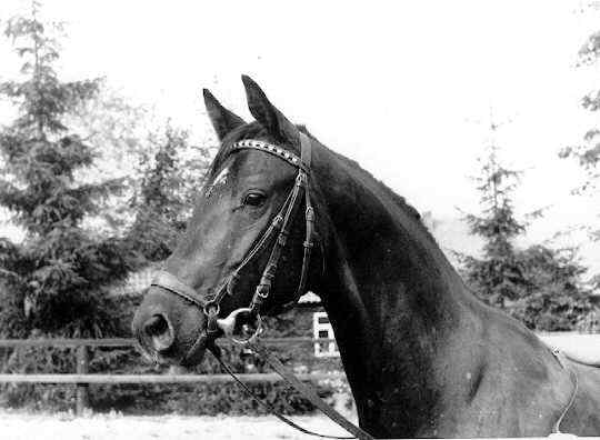 Championatssiegerin Schwalbenlied von Impuls