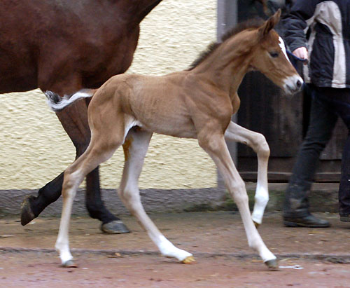 At the age of 2,5 days: Trakehner Colt by Saint Cyr out of Pr. u. StPrSt. Karena by Freudenfest - Trakehner Gestt Hmelschenburg, Beate Langels