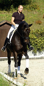 Seal - Trakehner von Gribaldi u.d. Pr.St. Schwalbenspiel v. Exclusiv, Gestt Hmelschenburg