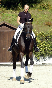 Seal - Trakehner von Gribaldi u.d. Pr.St. Schwalbenspiel v. Exclusiv, Gestt Hmelschenburg