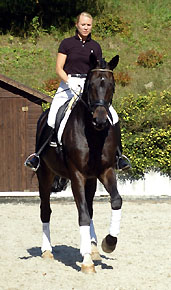 Seal - Trakehner von Gribaldi u.d. Pr.St. Schwalbenspiel v. Exclusiv, Gestt Hmelschenburg