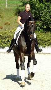 Seal - Trakehner von Gribaldi u.d. Pr.St. Schwalbenspiel v. Exclusiv, Gestt Hmelschenburg
