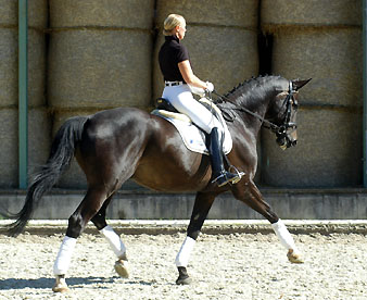 Seal - Trakehner von Gribaldi u.d. Pr.St. Schwalbenspiel v. Exclusiv, Gestt Hmelschenburg
