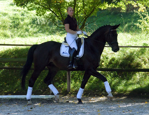 Seal - Trakehner von Gribaldi u.d. Pr.St. Schwalbenspiel v. Exclusiv, Gestt Hmelschenburg
