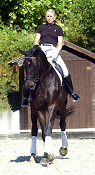 Seal - Trakehner von Gribaldi u.d. Pr.St. Schwalbenspiel v. Exclusiv, Gestt Hmelschenburg