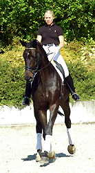 Seal - Trakehner von Gribaldi u.d. Pr.St. Schwalbenspiel v. Exclusiv, Gestt Hmelschenburg