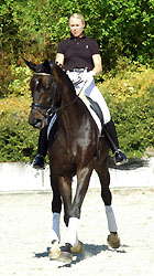 Seal - Trakehner von Gribaldi u.d. Pr.St. Schwalbenspiel v. Exclusiv, Gestt Hmelschenburg