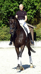 Seal - Trakehner von Gribaldi u.d. Pr.St. Schwalbenspiel v. Exclusiv, Gestt Hmelschenburg