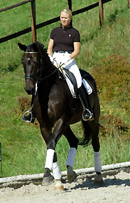 Seal - Trakehner von Gribaldi u.d. Pr.St. Schwalbenspiel v. Exclusiv, Gestt Hmelschenburg