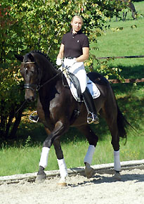 Seal - Trakehner von Gribaldi u.d. Pr.St. Schwalbenspiel v. Exclusiv, Gestt Hmelschenburg