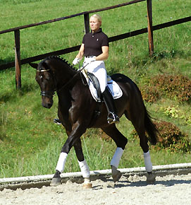 Seal - Trakehner von Gribaldi u.d. Pr.St. Schwalbenspiel v. Exclusiv, Gestt Hmelschenburg