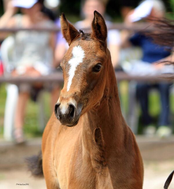 22. Mai 2016 - Perfekt u.d. Prinzess v. Prince Thatch xx  - Foto: Beate Langels