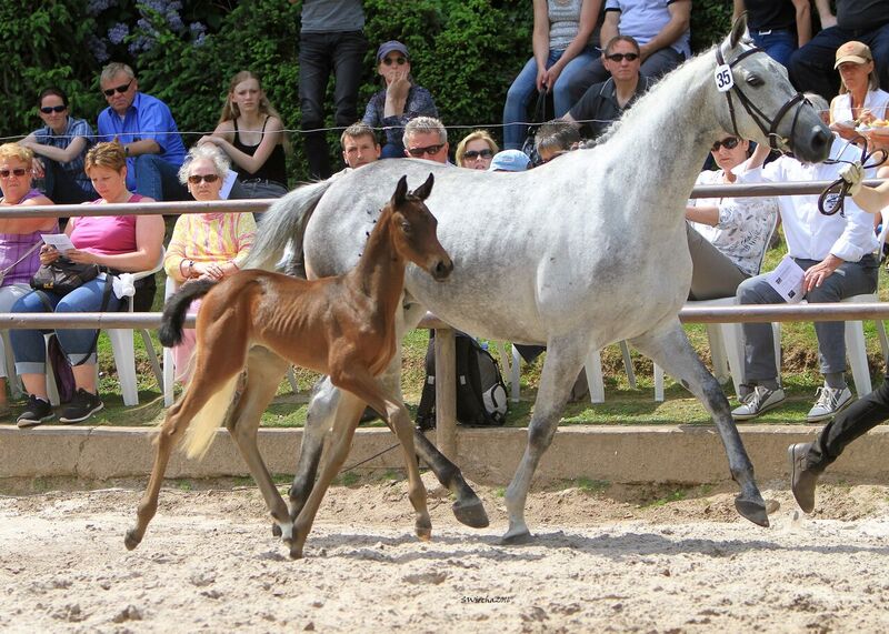 22. Mai 2016 - Stutfohlen von Duke of Hearts xx u.d. Insterschnee v. Best Before Midnight - Foto: Sigrun Wiecha