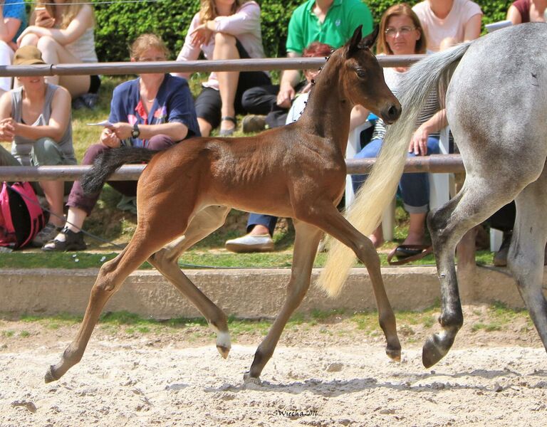 22. Mai 2016 - Stutfohlen von Duke of Hearts xx u.d. Insterschnee v. Best Before Midnight - Foto: Sigrun Wiecha