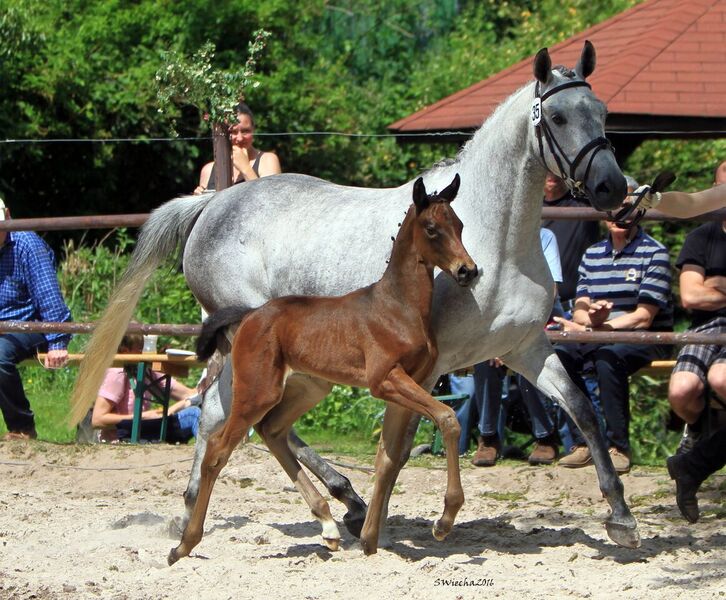 22. Mai 2016 - Stutfohlen von Duke of Hearts xx u.d. Insterschnee v. Best Before Midnight - Foto: Sigrun Wiecha