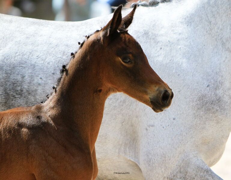 22. Mai 2016 - Stutfohlen von Duke of Hearts xx u.d. Insterschnee v. Best Before Midnight - Foto: Sigrun Wiecha