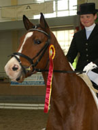 Trakehner Wallach Segantini von Freudenfest u.d. Sankt Helena v. Alter Fritz, Foto: privat