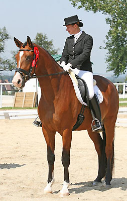 4-jhrig Trakehner Wallach SEGANTINI von Freudenfest u.d. Pr.A. Sankt Helena v. Alter Fritz u.d. Pr.u.St.Pr.St. Schwalbenspiel v. Exclusiv