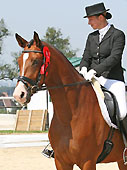 Trakehner Wallach Segantini von Freudenfest u.d. Sankt Helena v. Alter Fritz, Foto: privat