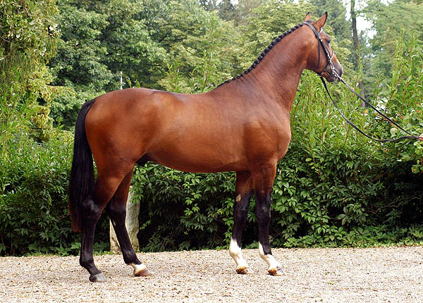 Segantini, 2-year old Trakehner colt by Freudenfest out of Sankt Helena by Alter Fritz - Gestt Hmelschenburg