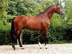 Segantini - 2-year old Trakehnre colt by Freudenfest out of Sankt Helena by Alter Fritz