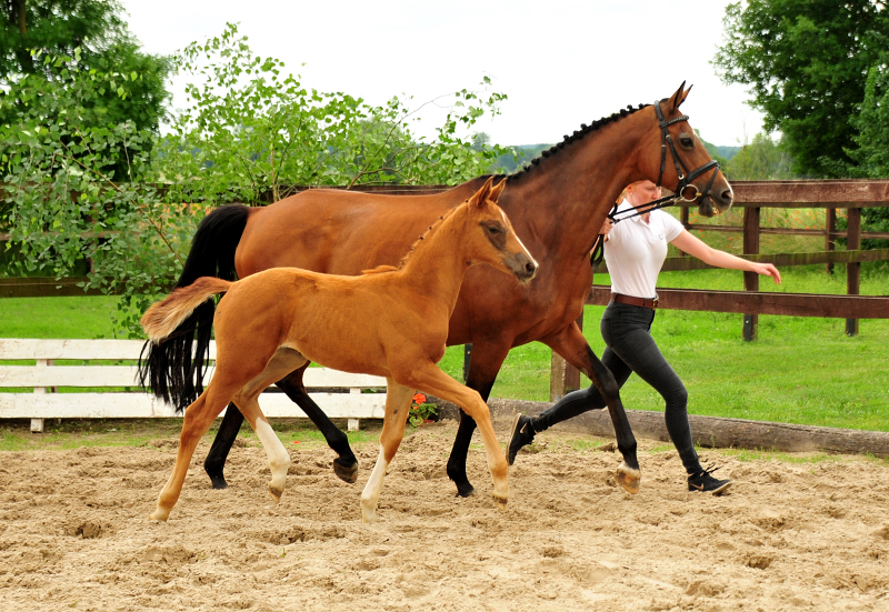 Schwalbensonne - Stutfohlen von Imperio u.d. Schwalbenfee v. Freudenfest - im Gestt Schplitz  - Foto: Richard Langels
