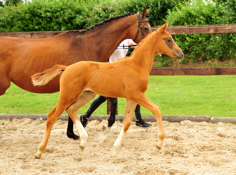Schwalbensonne - Stutfohlen von Imperio u.d. Schwalbenfee v. Freudenfest - im Gestt Schplitz  - Foto: Richard Langels