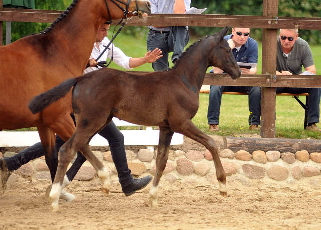 Hengstfohlen von Imhotep u.d. Gracia Patricia v. Alter Fritz u.d. Elitestute Gloriette v. Kostolany - Foto: Richard Langels - Gestt Schplitz