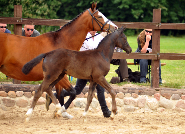 Hengstfohlen von Imhotep u.d. Gracia Patricia v. Alter Fritz u.d. Elitestute Gloriette v. Kostolany - Foto: Richard Langels - Gestt Schplitz