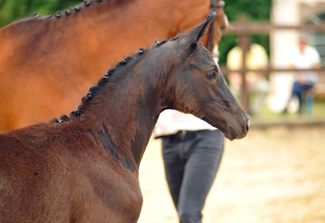 Hengstfohlen von Imhotep u.d. Gracia Patricia v. Alter Fritz u.d. Elitestute Gloriette v. Kostolany - Foto: Richard Langels - Gestt Schplitz