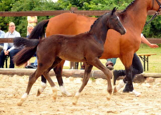 Hengstfohlen von Imhotep u.d. Gracia Patricia v. Alter Fritz u.d. Elitestute Gloriette v. Kostolany - Foto: Richard Langels - Gestt Schplitz