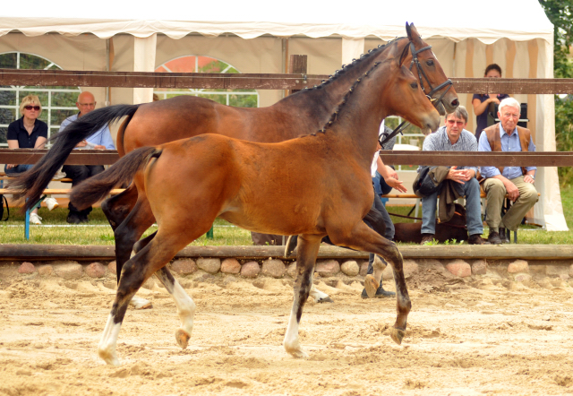 Hengstfohlen von Freudenfest u.d. Val de Vienne v. Exclusiv - Trakehner Gestt Hmelschenburg - Foto: Richard Langels