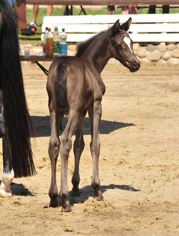 Trakehner Stutfohlen von Hirtentanz u.d. Glory of Hope v. Alter Fritz, Foto: Beate Langels