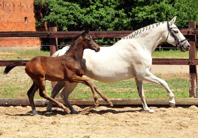 Trakehner Hengstfohlen v. Bourani u.d. Saviola v. Grafenstolz, Foto: Beate Langels