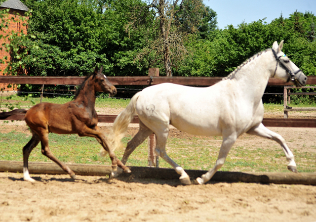 Trakehner Hengstfohlen v. Bourani u.d. Saviola v. Grafenstolz, Foto: Beate Langels