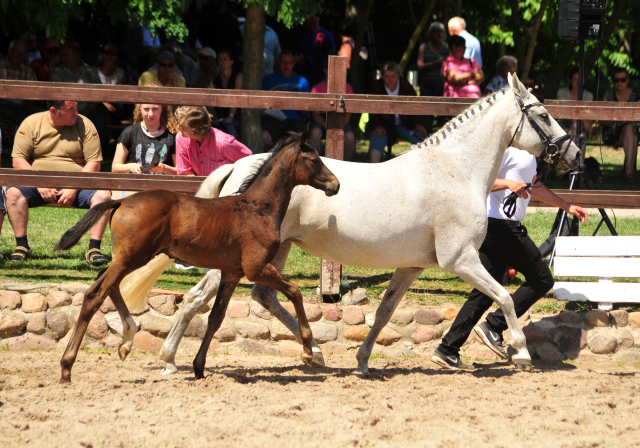 Trakehner Hengstfohlen v. Bourani u.d. Saviola v. Grafenstolz, Foto: Beate Langels