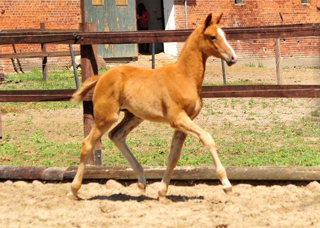 Trakehner Hengstfohlen v. Blanc Pain  u.d. Polarnacht v. Uckermrker, Foto: Beate Langels